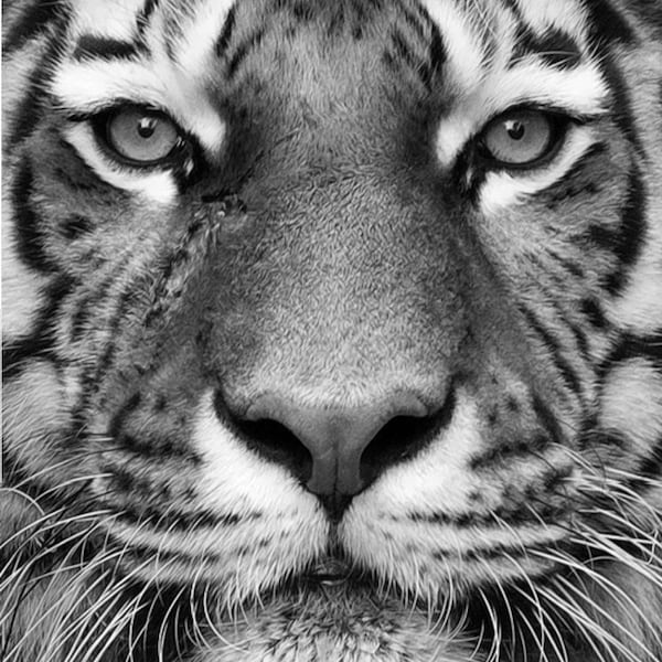 Glowforge Digital Laser Ready Design File - Tiger Black Painted Acrylic - Acrylic Engrave File - SVG Wildlife - Nature - Tiger