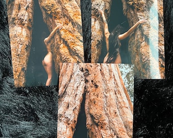 Set 4x6 - Autorretrato - Bosque Nacional Sequoia -