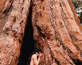 Autorretrato - Sequoia National Forest ii-