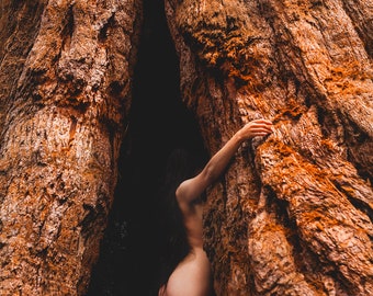 Autorretrato - Bosque Nacional Sequoia -