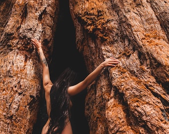 Autorretrato - Bosque Nacional Sequoia iii-