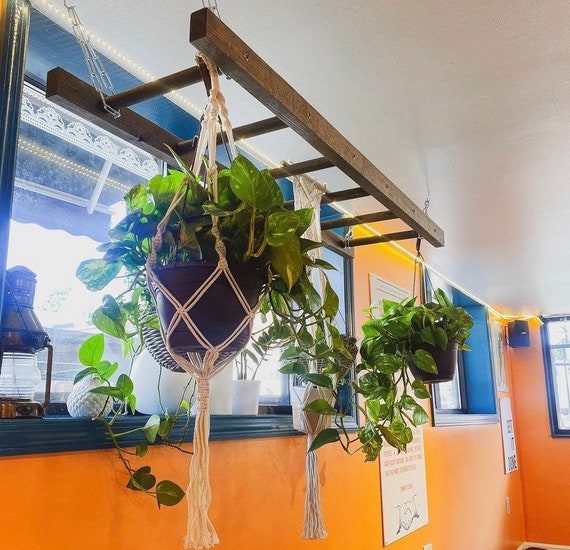 pothos sp Hanging Pothos