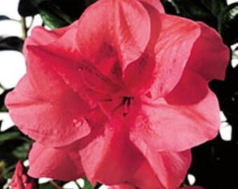 Azalea Plant Etsy