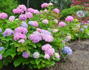 Hydrangeas Etsy