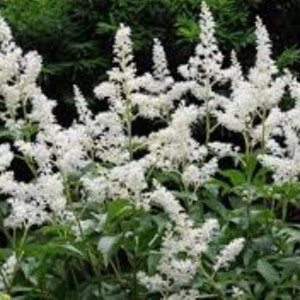 Bridal Veil White Astilbe - Shade Perennial - Live Plant - ( 1 QT )