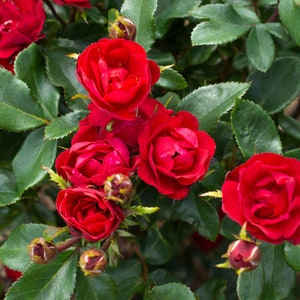 Petite Knock Out® Rose - Live Plant - ( 1 QT )