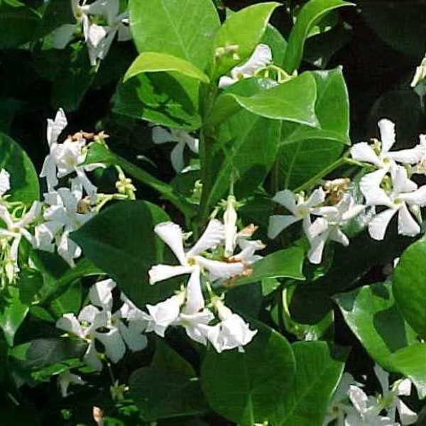 1 - Confederate Jasmine Vine - Starter Plant ( 3L ) ( 1 live plant )