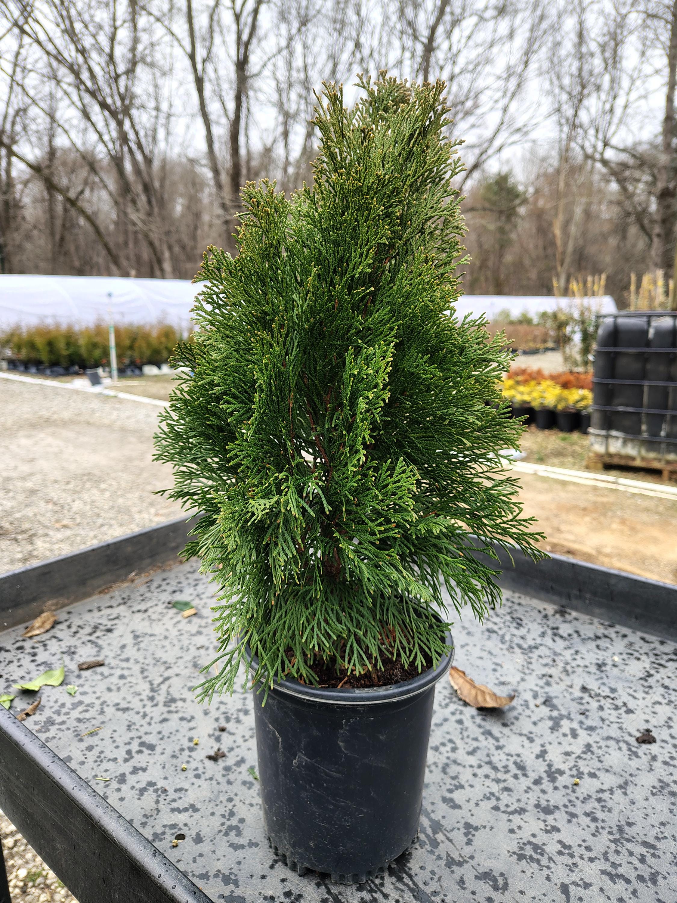 dille plant Ferry-Morse Organic Dill Seeds 1.4 Gram(s) main image 1