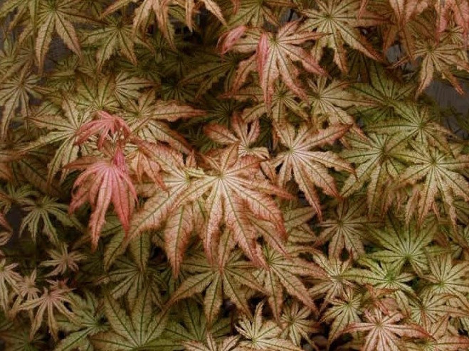 Peaches and Cream Japanese Maple Live Plant Trade Gallon image 0.
