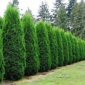 May include: A row of tall, green evergreen trees planted close together to form a hedge or privacy screen.