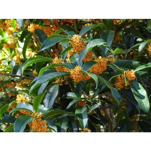 Apricot Echo Orange Tea Olive ( osmanthus ) - Live Plant - 2 Gallon Pot