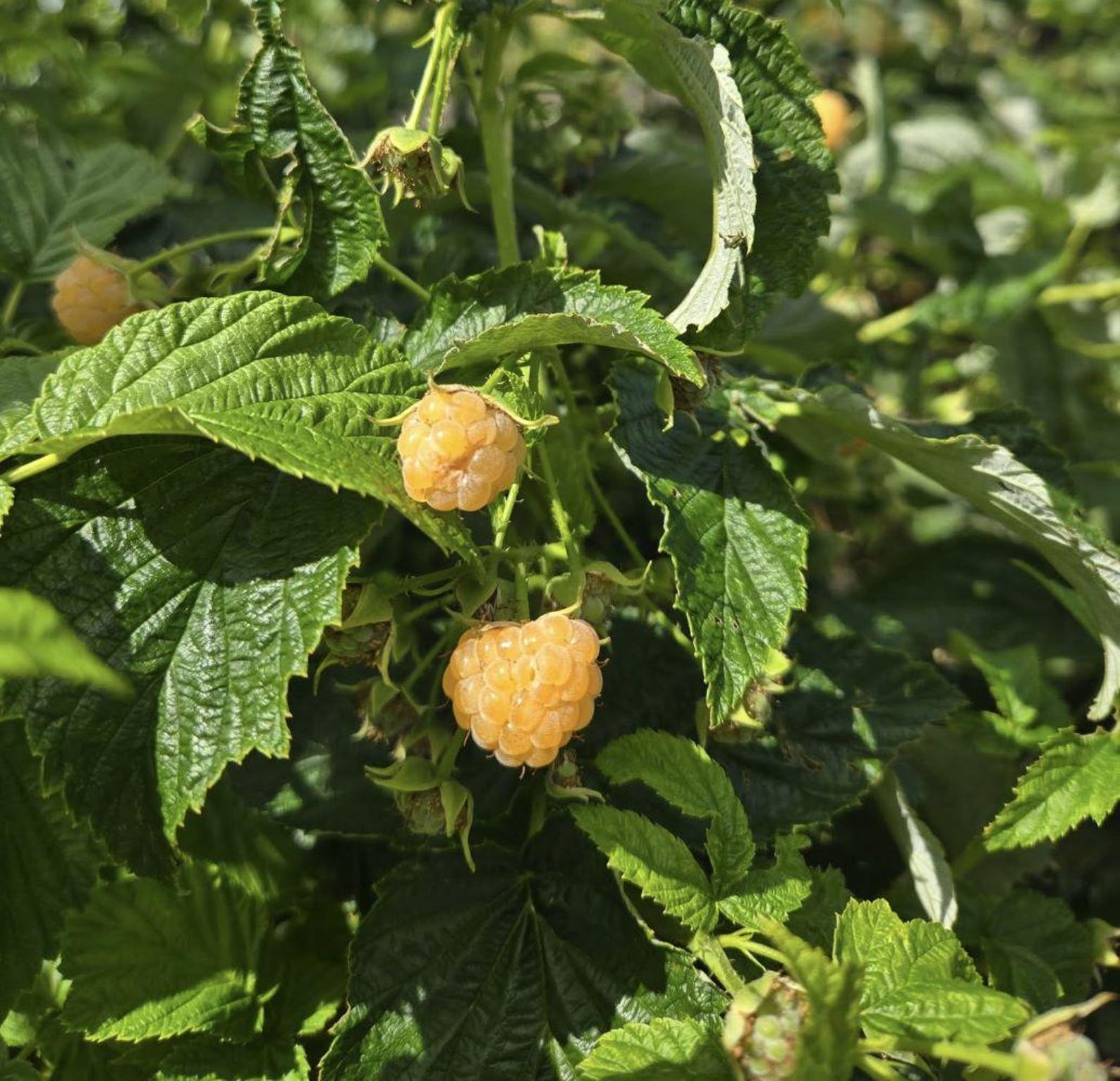 1 - Fall Gold Everbearing Raspberry - Starter Plant ( L4 ) ( 1 Live ...