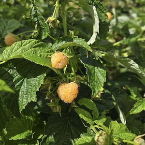May include: Close-up of a raspberry plant with ripe, golden-yellow berries. The berries are clustered among green leaves, with some leaves showing signs of wear. The image is well-lit, highlighting the texture of the fruit and foliage.