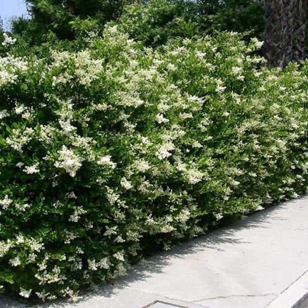 Recurve Ligustrum ( wavy leaf privet ) - Starter Plant ( 8L ) ( 1 live plant )