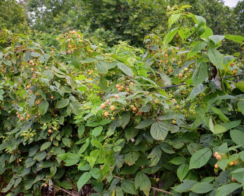 Boulder Raspberry Plant Fall Color 1 - Fall Gold Everbearing Raspberry - Starter Plant ( L4 ) ( 1 Live ...