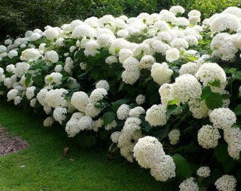 Annabelle Smooth Hydrangea arborescens - Live Plant - ( 1 QT )