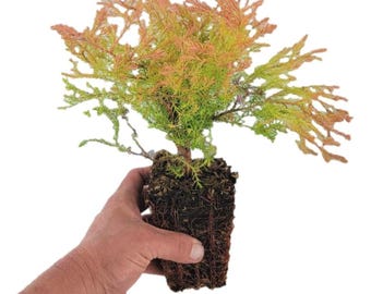 Little Giant Dwarf Arborvitae 1 qt. pot- Plants & Seedlings