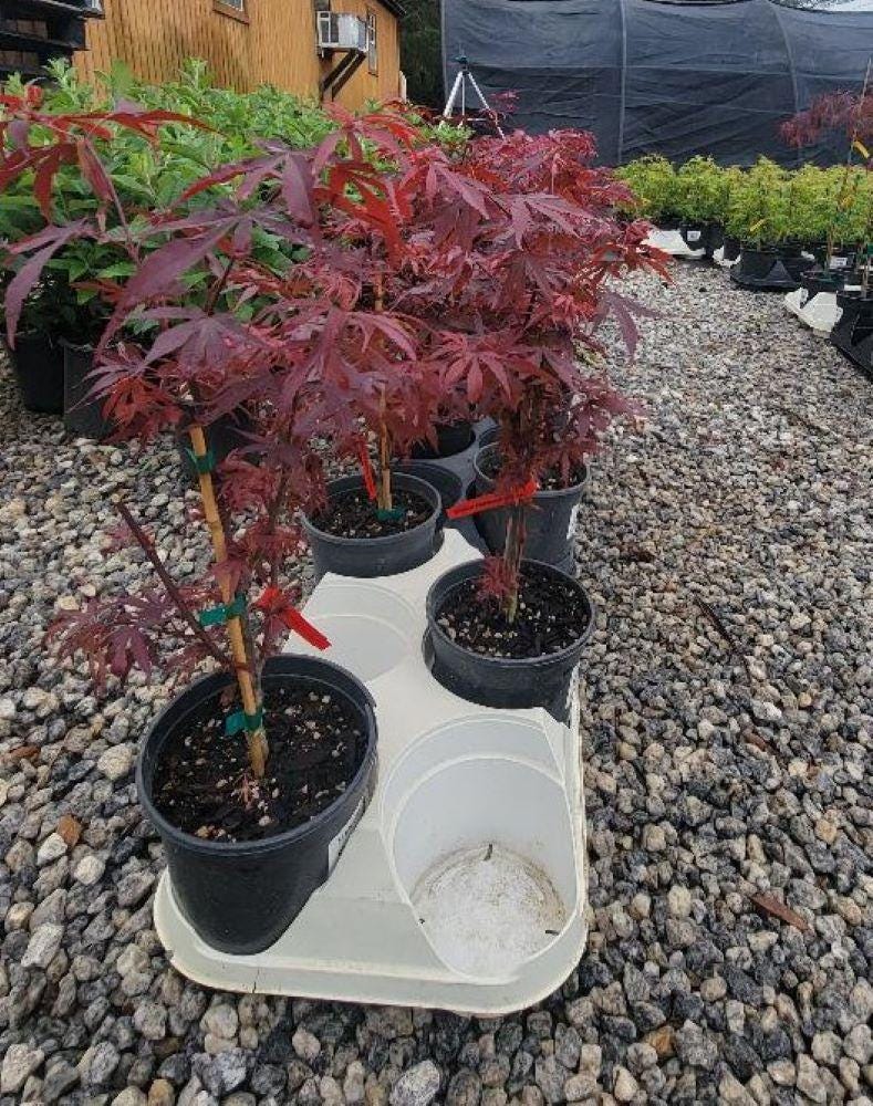 Shaina Dwarf Japanese Maple - Live Plant - ( 2.5 QT ) - Etsy