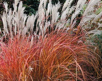 1 - Fire Dragon Maiden Grass ( miscanthus ) - Starter Plug ( 4m ) ( 1 live plant )