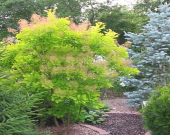 Golden Spirit Smokebush Tree (cotinus) - Live Plant - Trade Gallon Pot