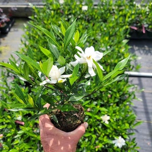 May include: A small gardenia plant with bright green leaves and several white flowers. The plant is held in a hand, with a background of other gardenia plants. The flowers have multiple petals and a yellow center.