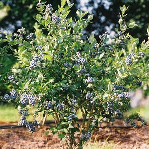 1 - Mini Blues Blueberry Bush - Starter Plant ( 4m ) ( 1 live plant )