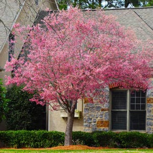 Okame Ornamental Flowering Cherry Tree - Live Plant - ( 1 QT )