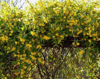 Yellow Carolina Jasmine Vine - 2-3 Feet Tall - Full Gallon Pot