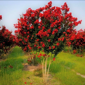 Red Rocket Crape Myrtle Tree - Live Plant - ( 1 QT )
