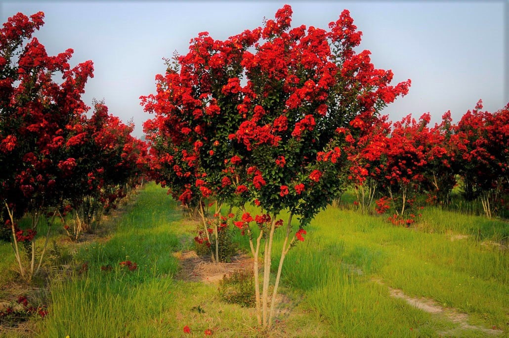 Red Rocket Crape Myrtle Tree - Live Plant - ( 1 QT )