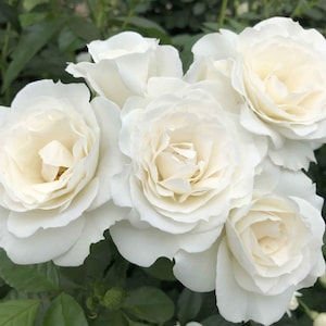 May include: Close-up of a cluster of white roses in full bloom. The petals are layered and have a creamy white color, with a hint of yellow in the center. Green leaves provide a backdrop.