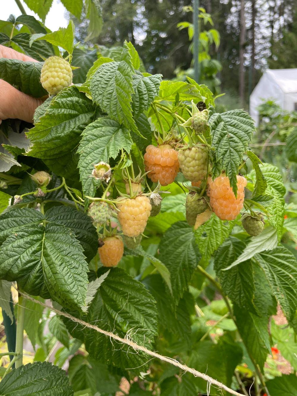 1 - Fall Gold Everbearing Raspberry - Starter Plant ( L4 ) ( 1 Live ...