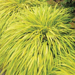 1 - All Gold Japanese Forest Grass - Starter Plant ( 5 m ) ( 1 live plant )