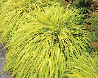 1 - All Gold Japanese Forest Grass - Starter Plant ( 7L ) ( 1 live plant )