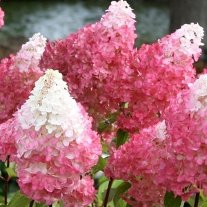 May include: Close-up of several pink and white hydrangea flowers in full bloom. The flowers have a cone-like shape and are a mix of bright pink and white. Green leaves are visible in the background.