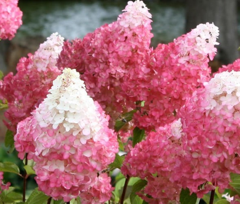 First Editions® Vanilla Strawberry™ Panicle Hydrangea Live Plant Full Gallon Pot image 1