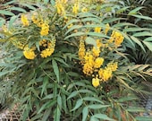 Articolo da questo negozio