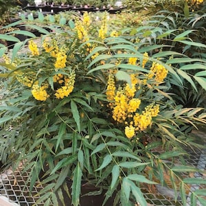 baccata taxus Taxus baccata