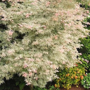 May include: A Japanese maple tree featuring delicate, deeply lobed leaves with a variegated pattern of creamy white, light green, and soft pink hues. The foliage is dense and layered, creating a textured appearance across the branches of the plant.