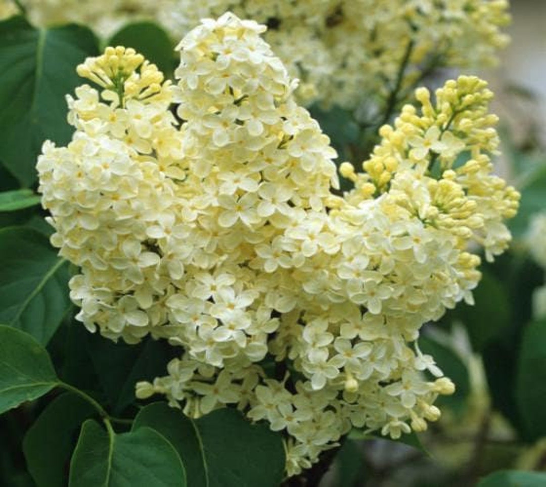 1 - Primrose Yellow French Lilac - Starter Plant ( 7L ) ( 1 live plant )