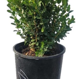 Baby Gem Boxwood - Live Plant - Full Gallon Pot
