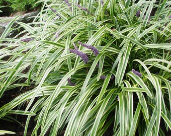 Variegated Liriope ( monkey grass ) - Starter Plant ( 4in ) ( 1 live plant )