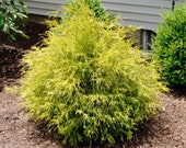 このショップの商品