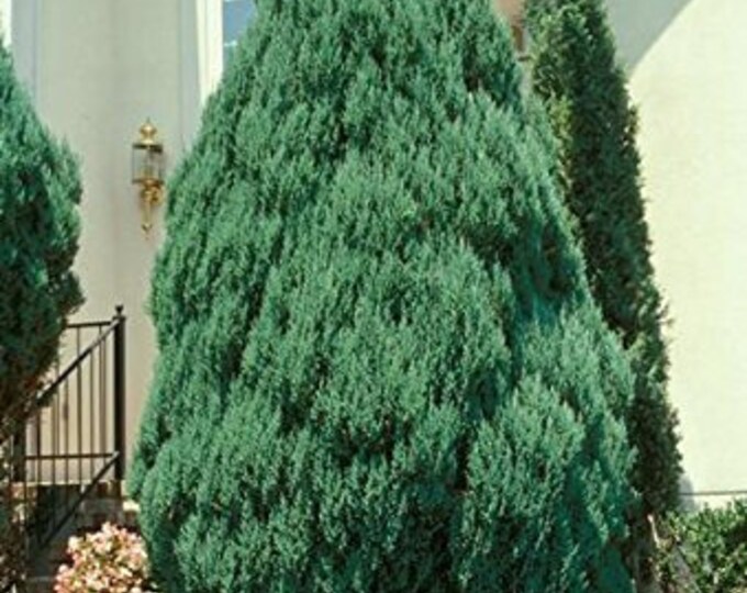 Blue Point Upright Juniper Tree Live Plant Full Gallon Pot Etsy