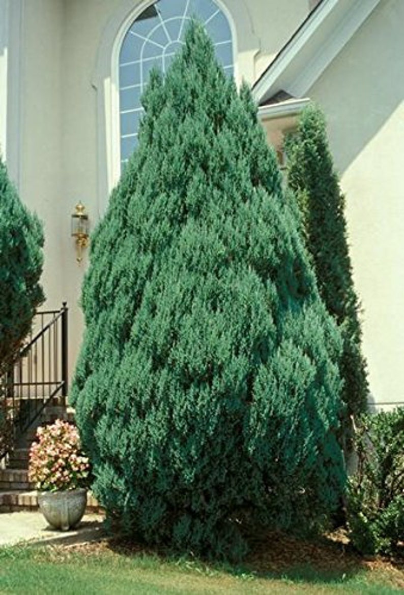 Blue Point Juniper In Pots at Dwight Shell blog