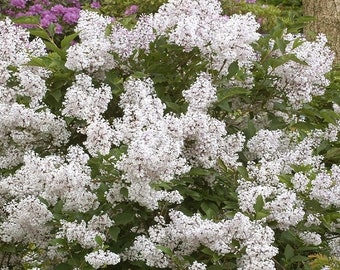 Madame Lemoine White French Lilac - Live Plant - Quart Pot