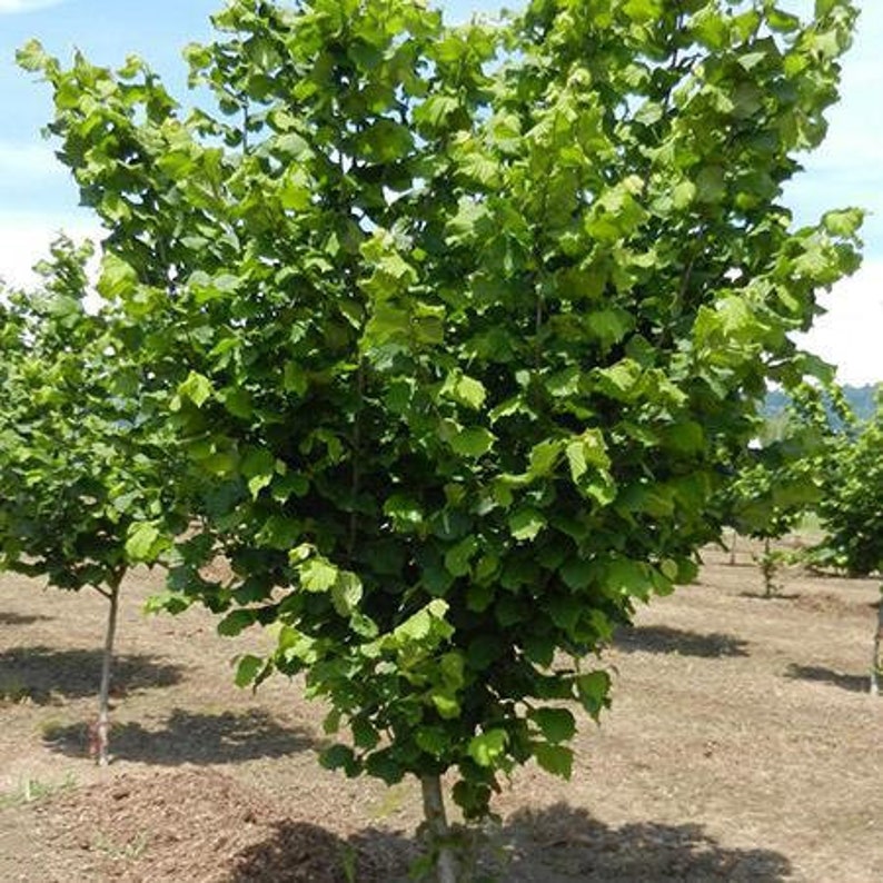 Jefferson Filbert Hazelnut Tree 56 Feet Tall Etsy
