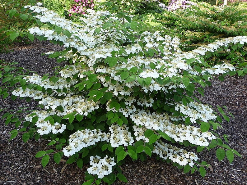 Shasta Doublefile Viburnum Live Plant Full Gallon Pot | Etsy