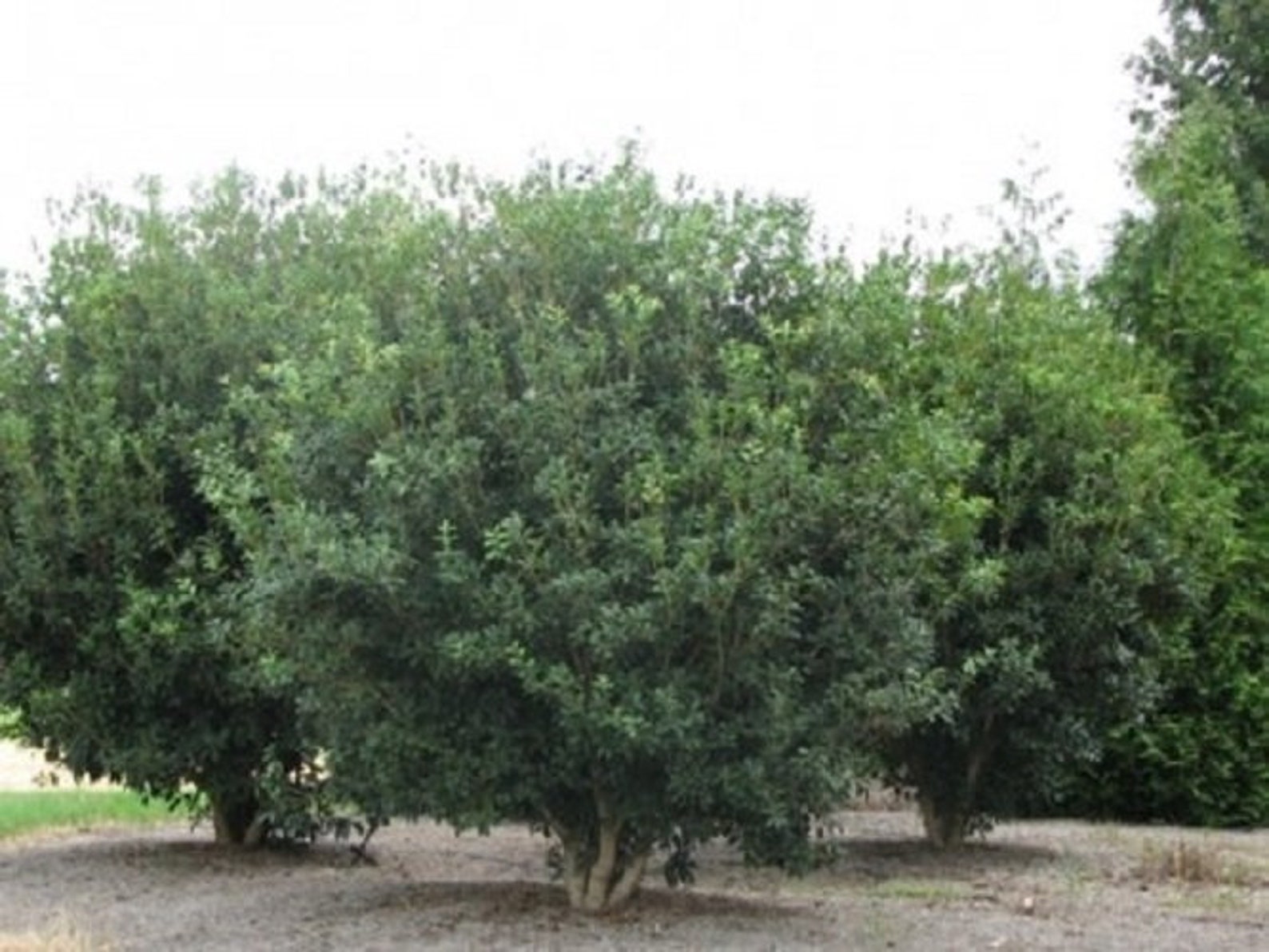 Can You Grow A Tea Olive Tree In A Pot at Kelly Omeara blog
