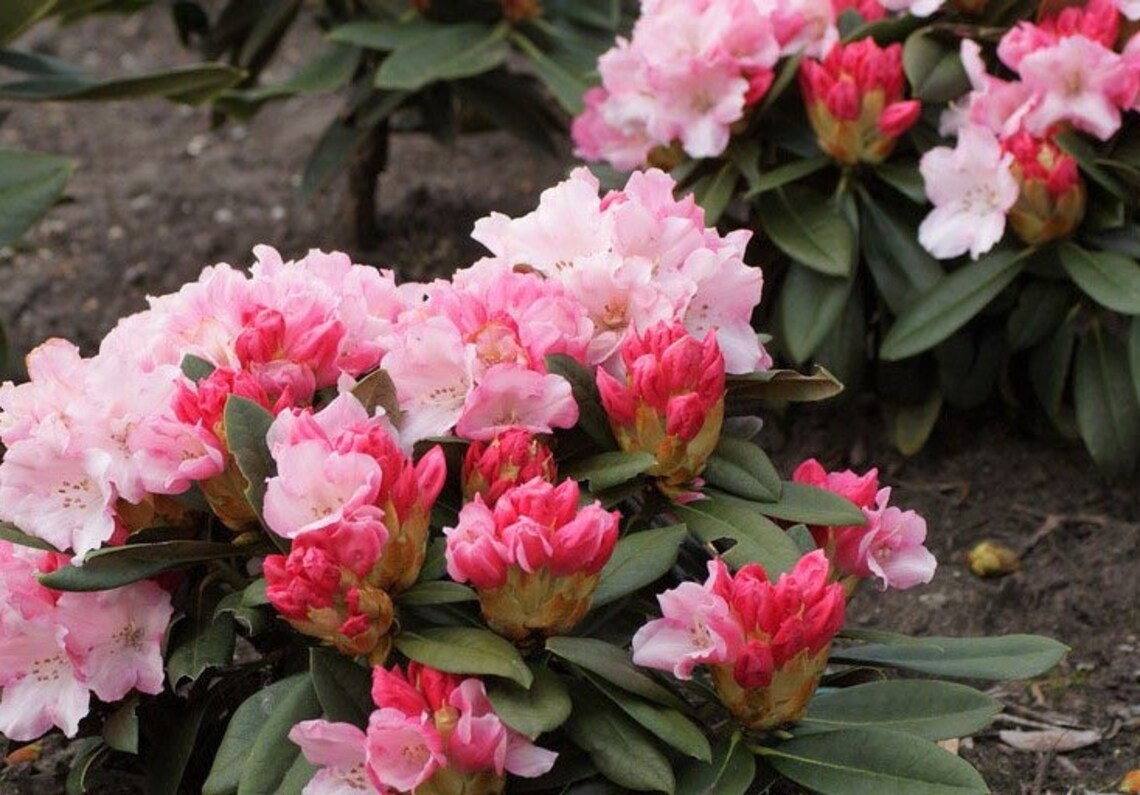 mardi gras rhododendron